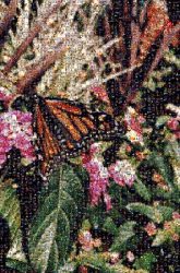 Beautiful Butterfly butterfly butterflies nature plants leaves leaf flowers spring summer insects