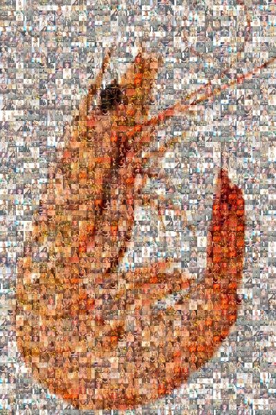 Fresh Shrimp photo mosaic