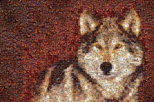 A Wolf photo mosaic