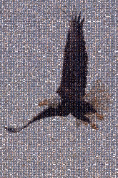 Eagle photo mosaic