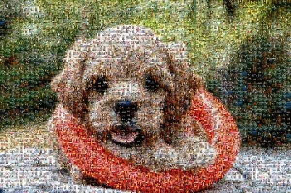 Cute Puppy photo mosaic