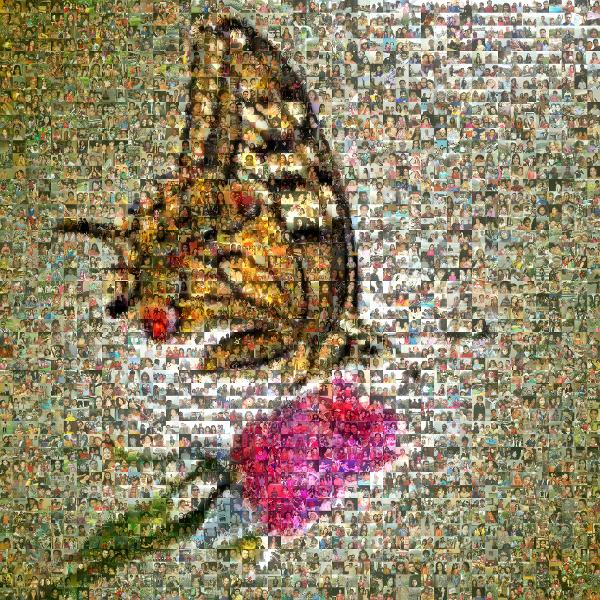 Butterfly photo mosaic