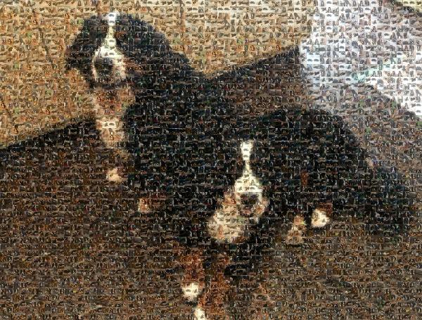 Two Bernese Mountain Dogs photo mosaic