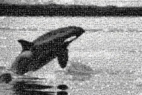 Whale photo mosaic