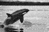 whales animals ocean black and white wildlife sealife