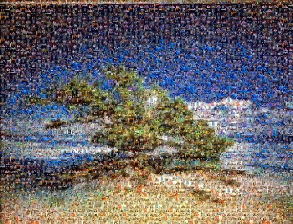Tree Under a Beautiful Sky photo mosaic