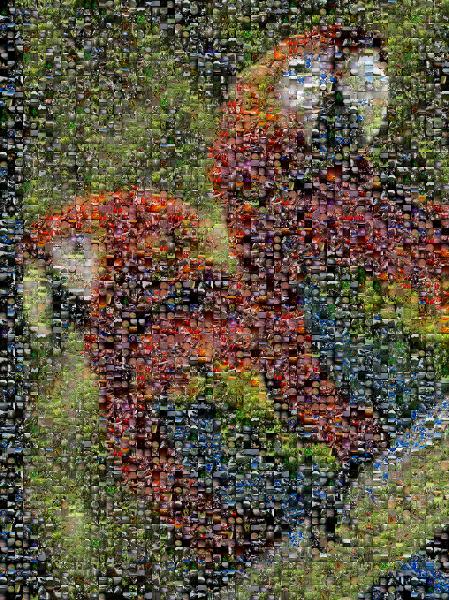 Macaw photo mosaic