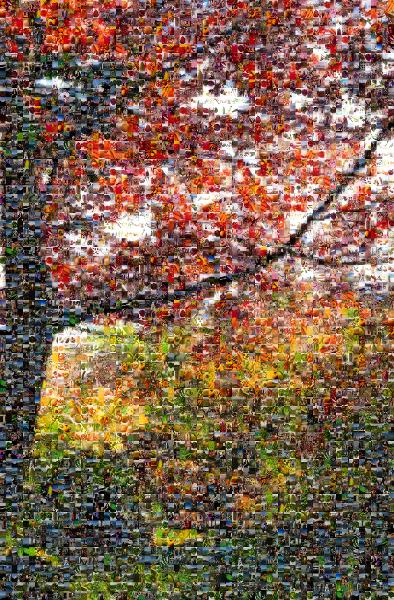 Autumn Foliage photo mosaic