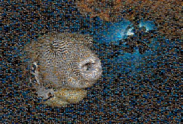 Exotic Fish photo mosaic