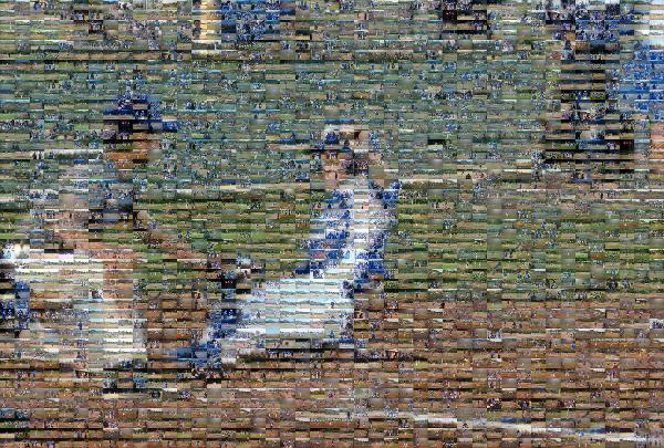 Baseball Game photo mosaic