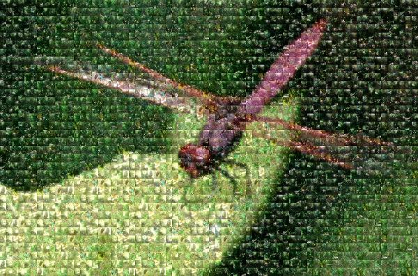 Dragonfly photo mosaic