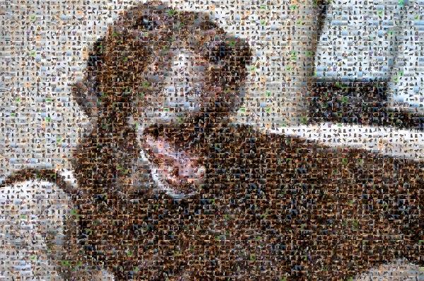 A Sleepy Dog photo mosaic