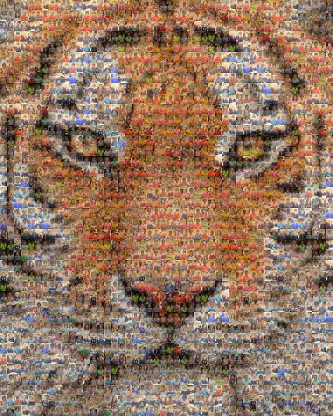 Bengal photo mosaic