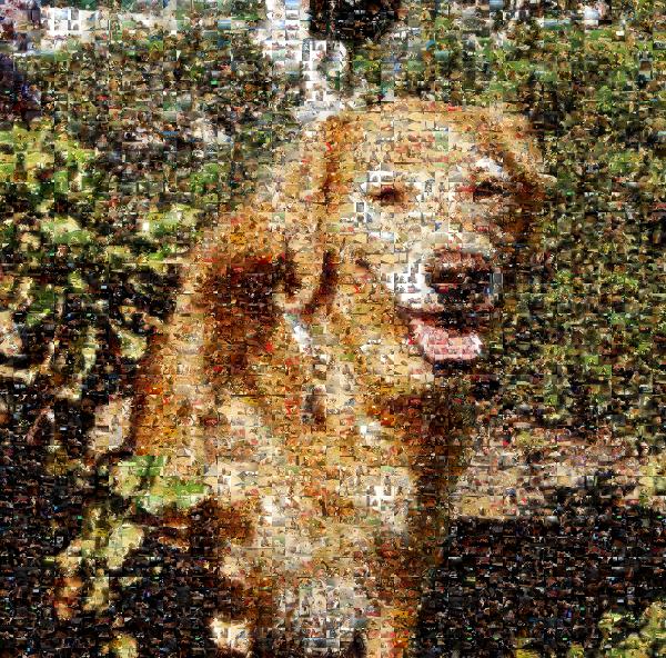 The Family Dog photo mosaic