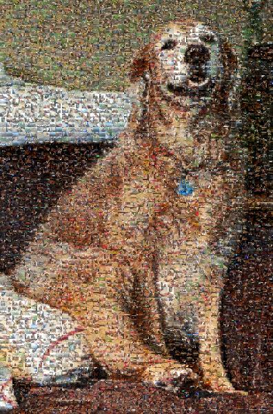 A Loyal Companion photo mosaic
