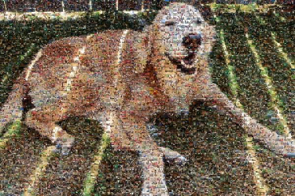 A Happy Golden Retriever photo mosaic