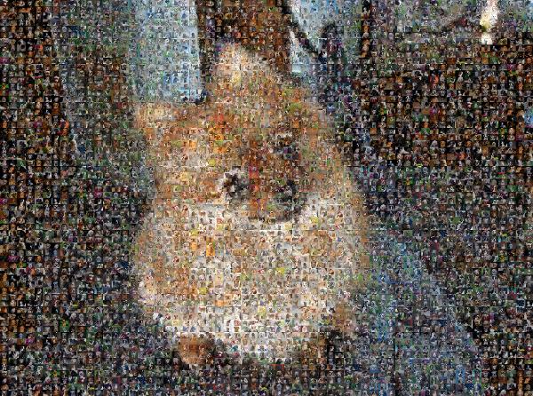 Curious Pup photo mosaic