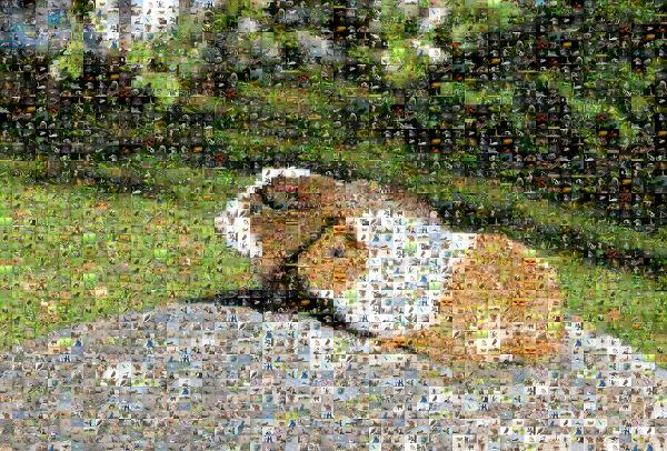 Guinea Pig Friends photo mosaic