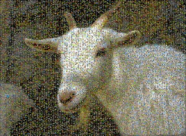 Goat photo mosaic