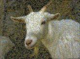 goat animals wildlife farm