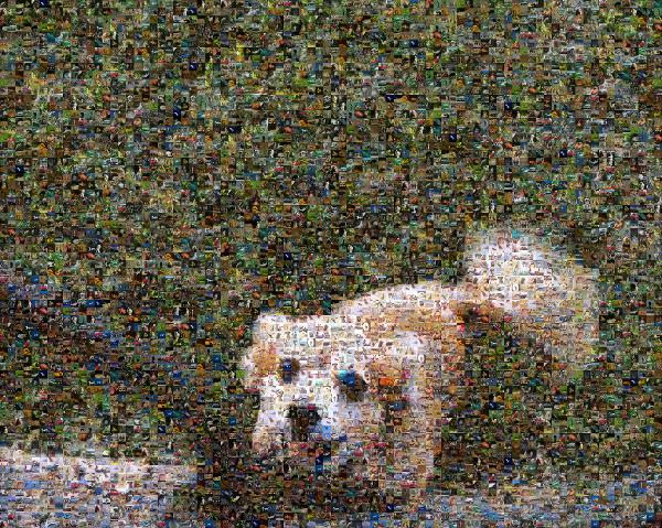 A Playful Dog photo mosaic