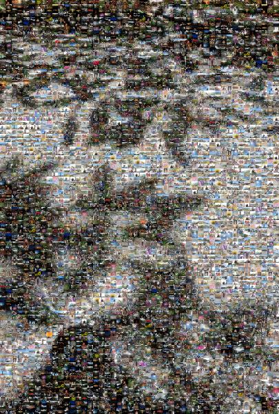 Shadows photo mosaic