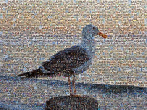 Seagull on the Shore photo mosaic