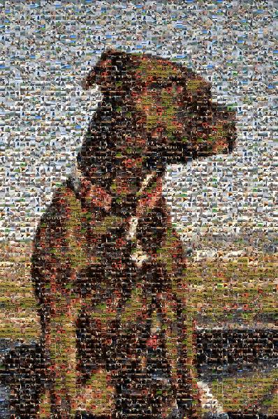 A Pensive Dog photo mosaic