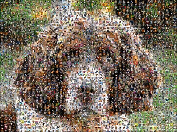 Paddy photo mosaic