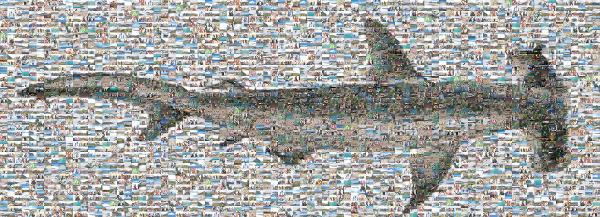 Shark Illustration photo mosaic