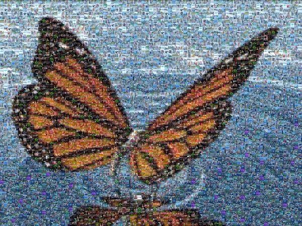Monarch Butterfly photo mosaic