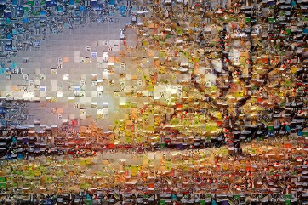 A Beautiful Tree photo mosaic