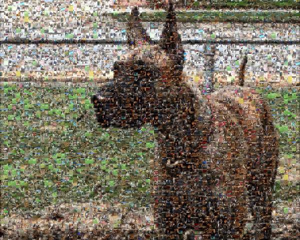 A Dog in the Yard photo mosaic