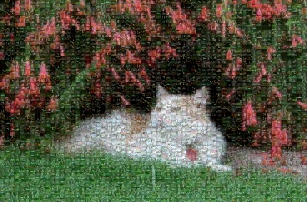 Cat in the Shade photo mosaic
