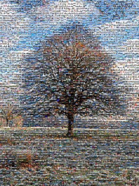 A Frosted Tree photo mosaic