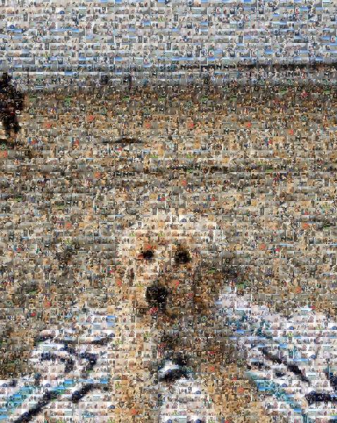 Beach Dog photo mosaic