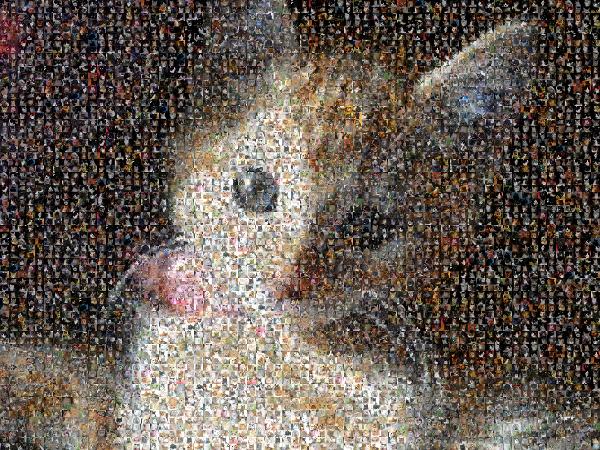 Curious Kitten photo mosaic