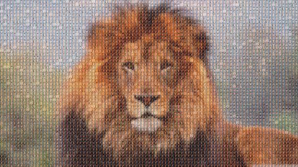 A Majestic Lion photo mosaic