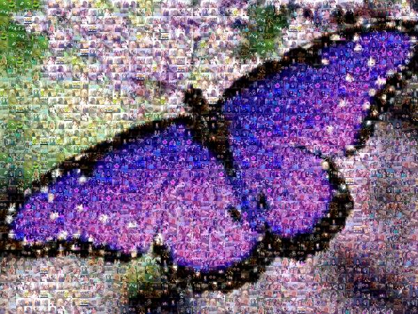 A Vibrant Butterfly photo mosaic