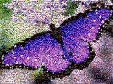 butterflies butterfly animals insects colorful bright nature wings patterns purple 