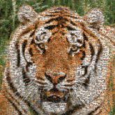 tigers animals wildlife volunteers mascot outdoors teams