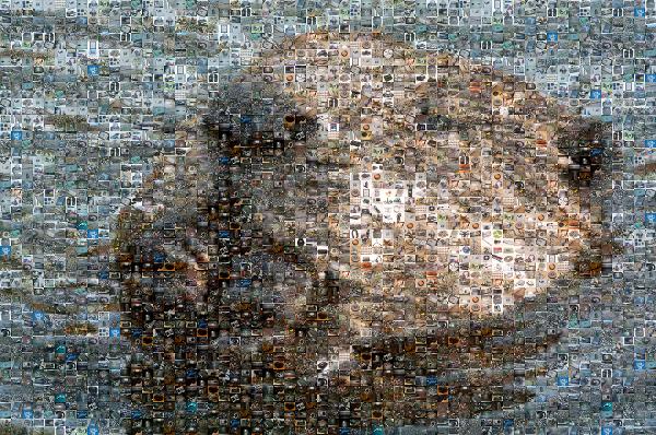 Sea Otter photo mosaic