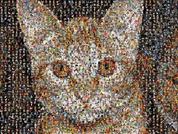 A Playful Cat photo mosaic