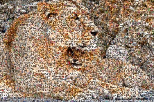 Lions photo mosaic