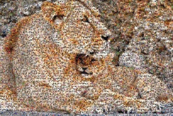 Lioness & Her Cub photo mosaic