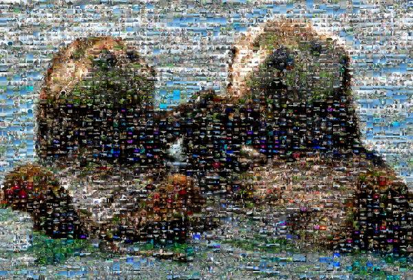 Otter Love photo mosaic