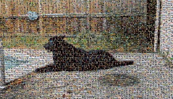 A Beloved Family Dog photo mosaic