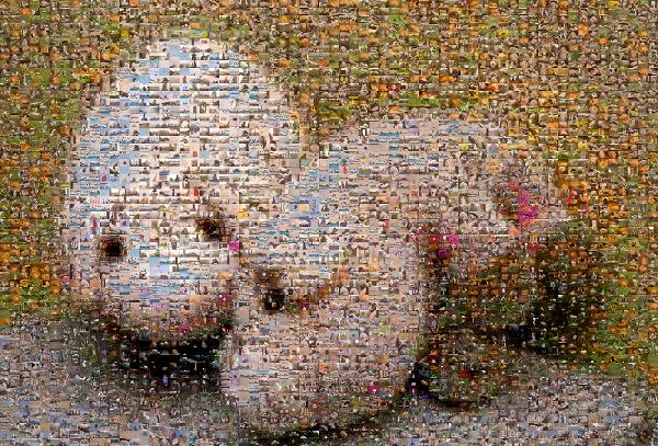Two Cuddly Pigs photo mosaic