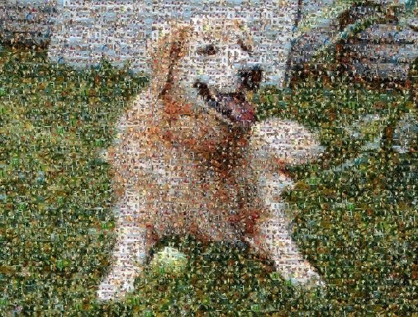 Playful Dog photo mosaic
