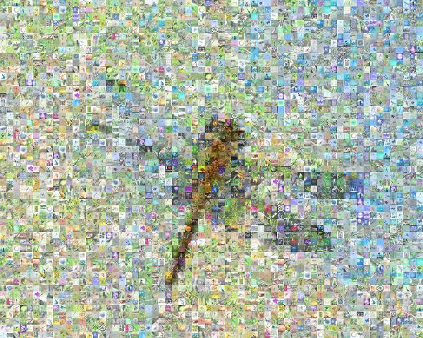 Dragonfly photo mosaic